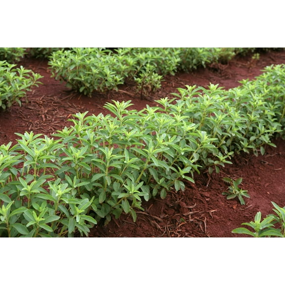 CZ Grain 250 Stevia Sweetleaf Herb Plant Seeds, Non-GMO