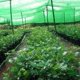 thumbnail image 2 of Cubierta de sitio de construcción verde, malla de tierra, red de polvo, red de sombra para plantas, malla verde, cubierta de tierra, cubierta de arena, red de 4,5 m TUNC Sencillez, 2 of 5