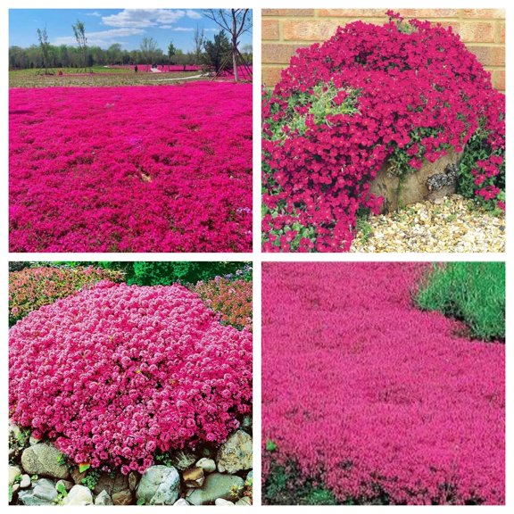 Red Creeping Thyme Seeds for Planting 20000 Non-GMO Perennial Flower Seeds Landscaping Ground Cover, Easy to Grow E11