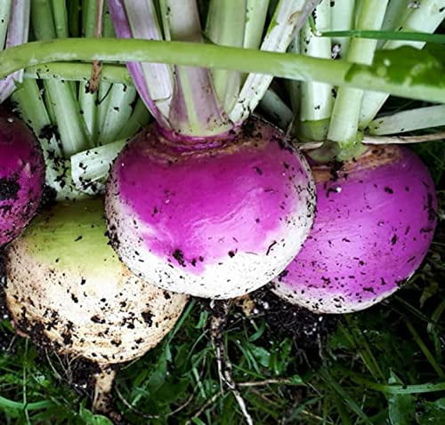 Top Quality Seeds Bulk Radish Organic Heirloom Turnip ''Purple Top'' ~1200 