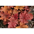 thumbnail image 2 of Terrill, Steve 14x11 Black Ornate Wood Framed with Double Matting Museum Art Print Titled - OR, Portland Foliage of peach flambe heuchera, 2 of 4