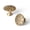 Brushed Brass Bronze, variant on 6 Pack Antique Brass Solid Zinc Alloy Starburst Cabinet Knobs