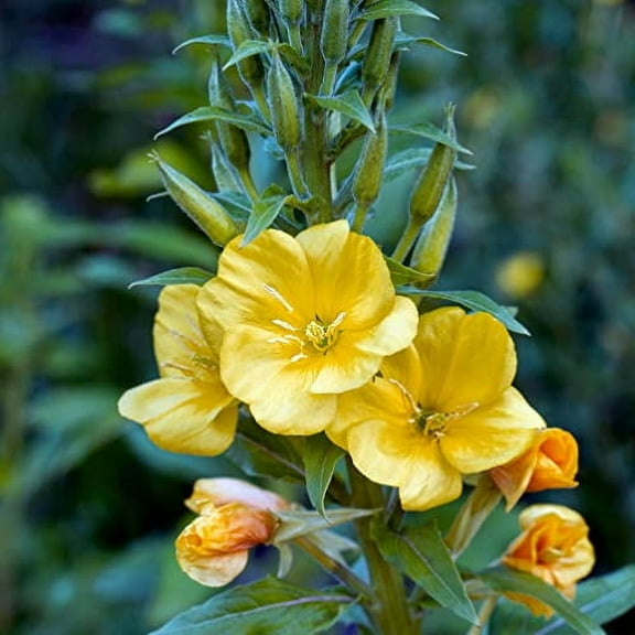 Evening Primrose Seeds (Oenothera biennis) 400 Seeds (1 grams)