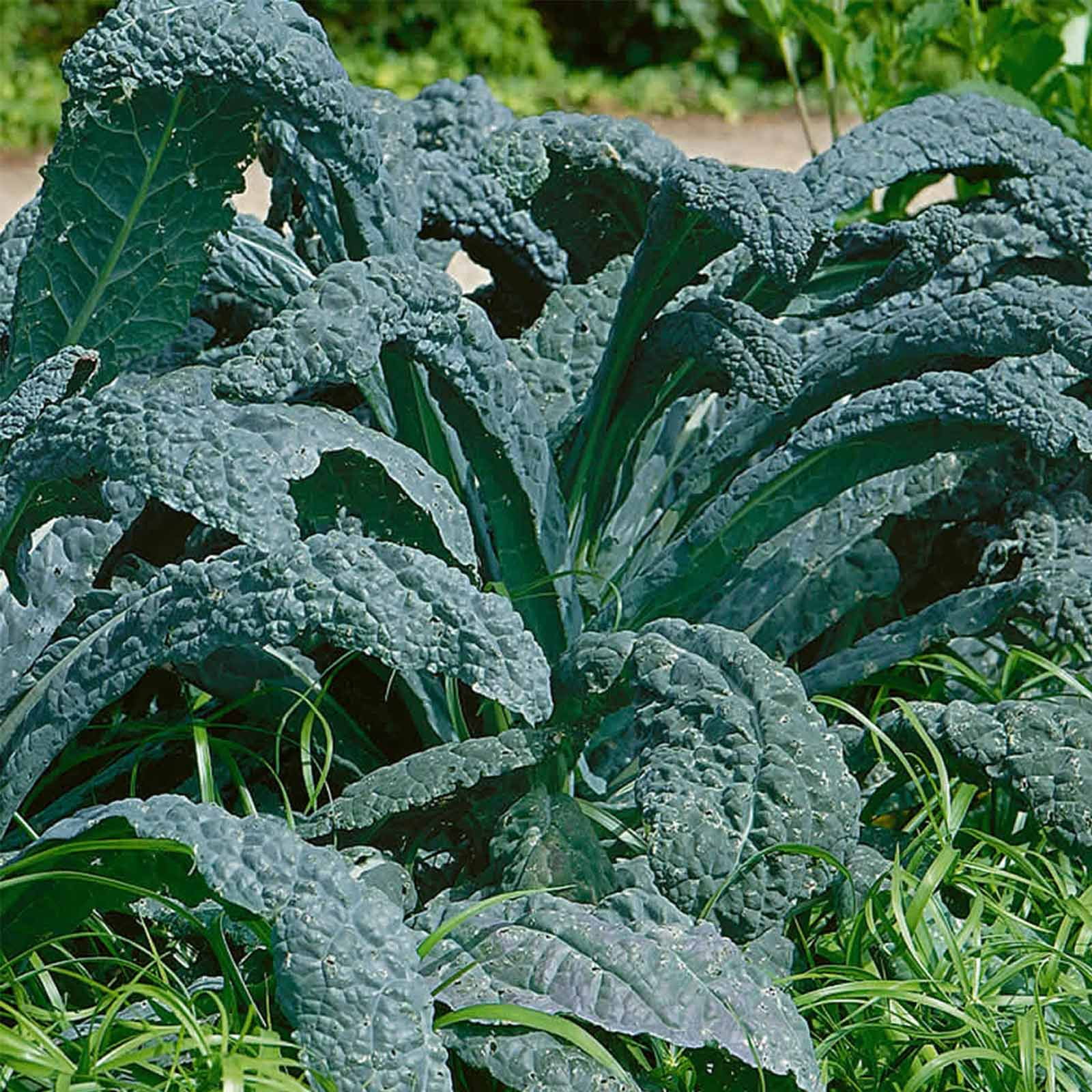 Lacinato Kale Vegetable Garden Seeds - 1 Oz - Non-GMO, Heirloom ...