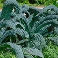 thumbnail image 2 of Lacinato Kale Vegetable Garden Seeds - 2 Gram Packet - Non-GMO, Heirloom Gardening & Microgreens Seeds - Aka Dinosaur Kale, 2 of 2