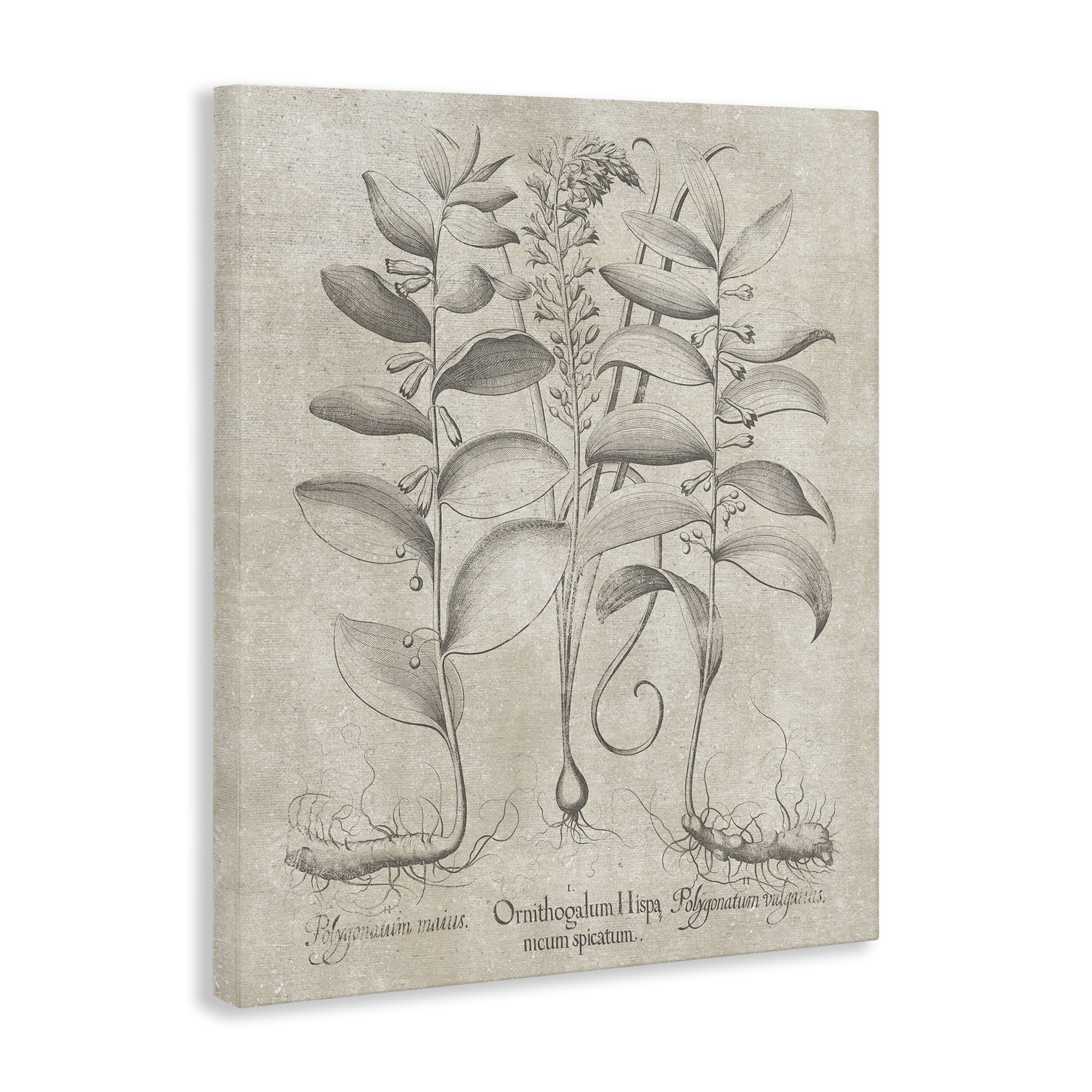 Stupell Industries Vintage Botanical Herb Botanical & Floral Painting Gallery Wrapped Canvas Art Print Wall Art, 16 x 20