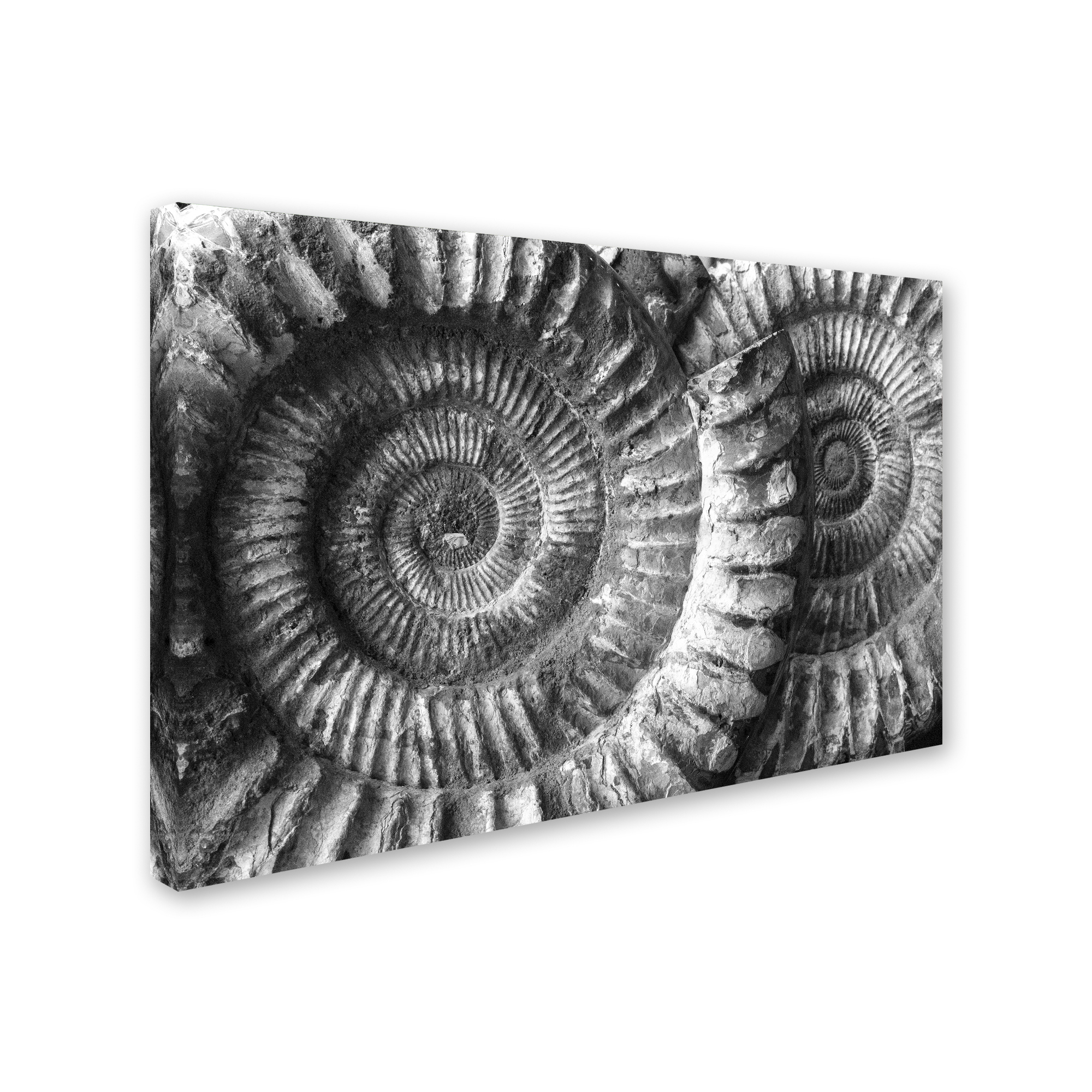 Moises Levy 'Amonita 3' Canvas Art