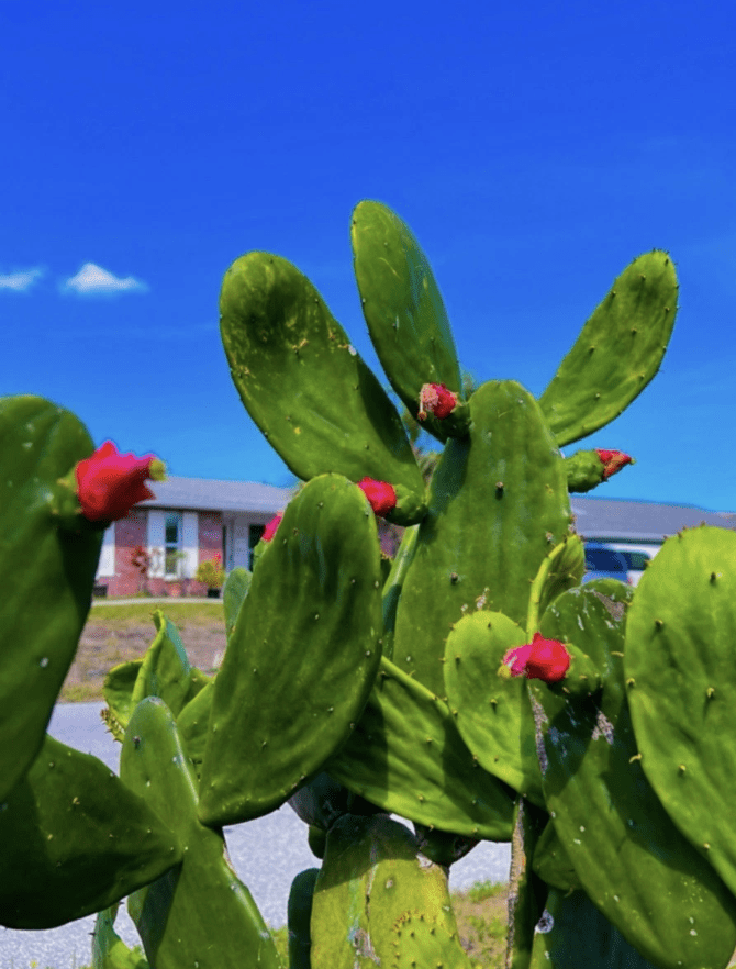 TeviRoom, 3 Spineless Thornless Prickly Pear Nopales Opuntia Ellisia Cactus  Pads, Edible - Walmart.com