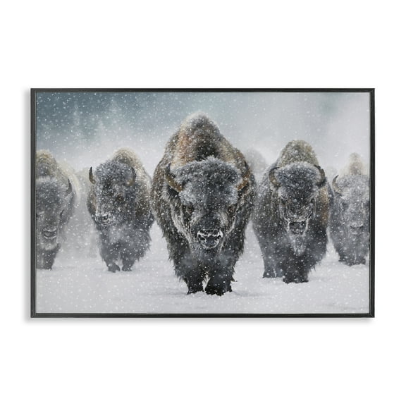 Stupell Industries Indomitable Bison in Snow Animals Photography Black Framed Art Print Wall Art, 18 x 12