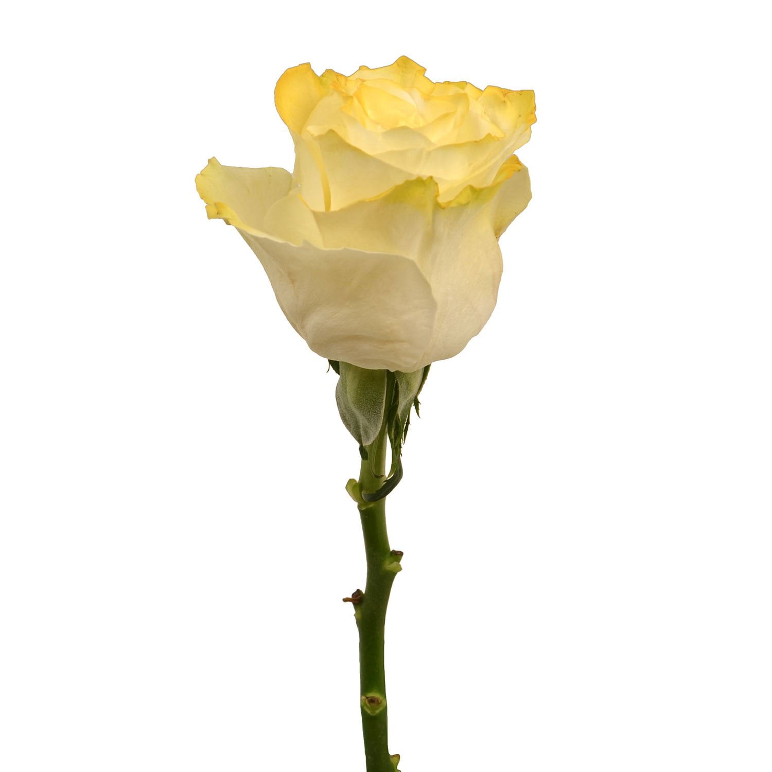 Member's Mark Illusion Roses, 96 stems, Choose color variety