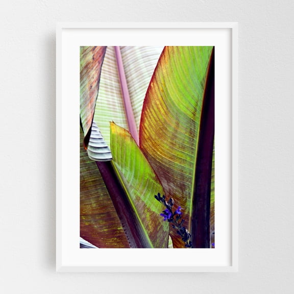 Banana leaf  poetry in autumn light - Bezirk Pankow Berlin Germany Photography Botanical Tropical Nature Floral Garden Abstract White Framed Wall Art Print 24 x 36 inches