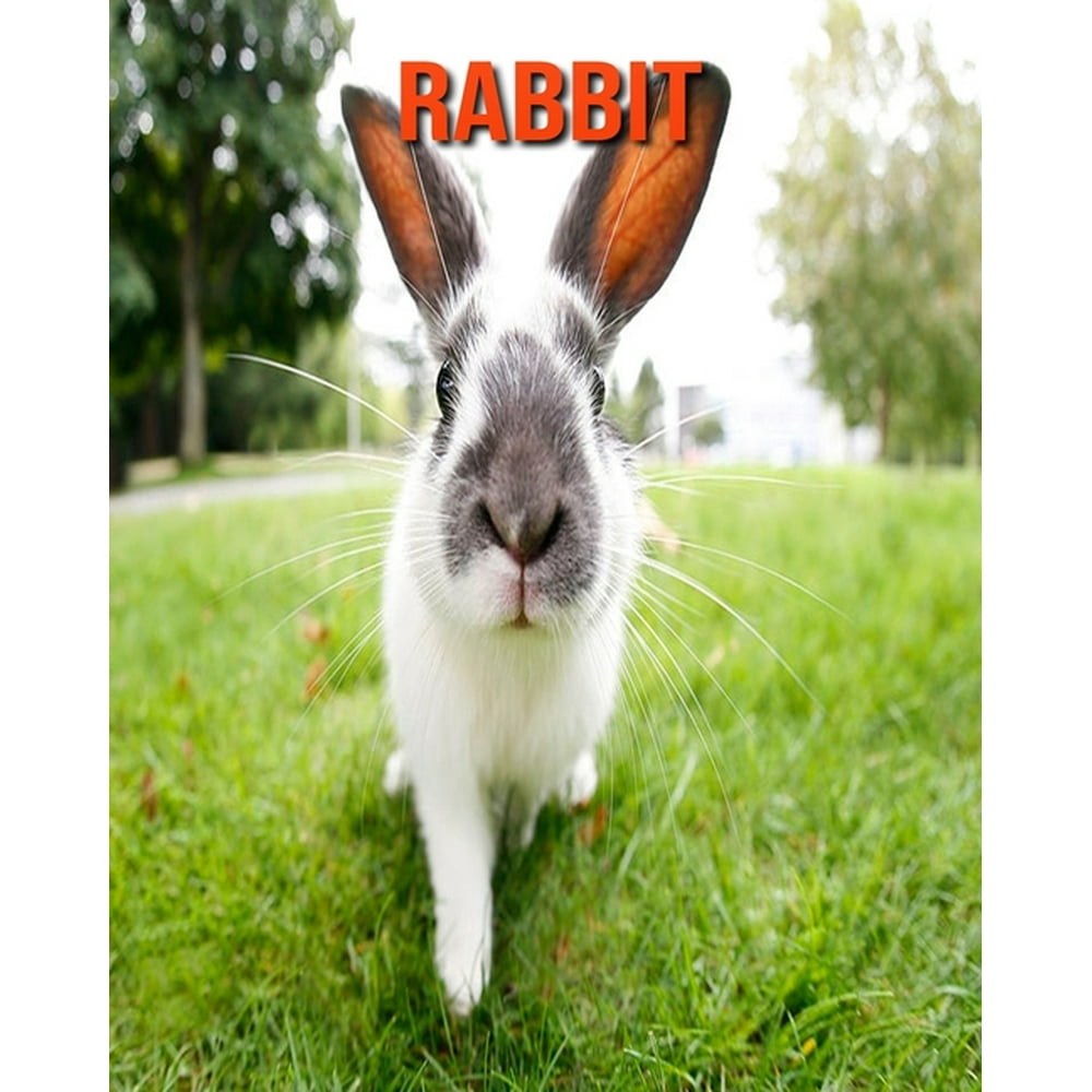 Rabbit Amazing Facts about Rabbit (Paperback)