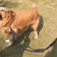 thumbnail image 4 of KAKOWELY Correa de nailon para perros, correa para pasear perros, correa de tracción para perros, correa resistente para perros, cuerda para perros al aire libre, 4 of 4