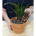 thumbnail image 5 of Orchid Potting Soil Mix (2 Quarts); Fast Draining Healthy Media for Planting/Repotting, 5 of 10