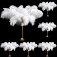 thumbnail image 1 of Plumas de Avestruz Berlune 150 Piezas 30-35 cm Blanco, 1 of 6