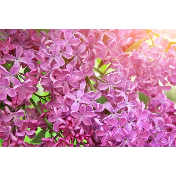 Early Pink Lilac Seeds for Planting | 100  Seeds | Highly Prized for Bonsai, Stunning Pink Blooms