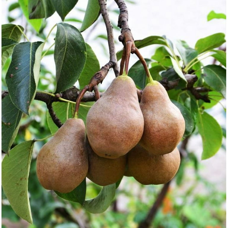 Organic Bartlett Pears, 3 lbs.
