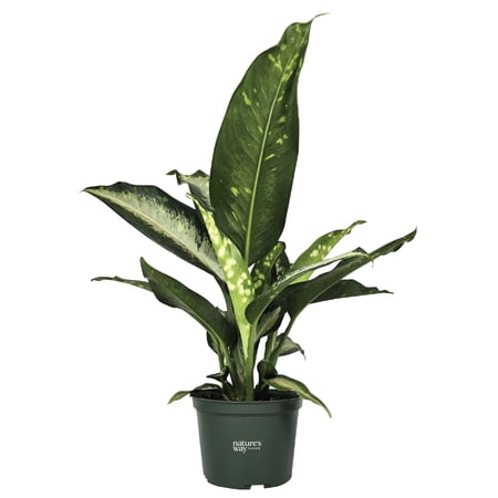 Nature's Way Farms Dieffenbachia Panther Indoor Live Plant (8-15 in. Tall) in Grower Pot