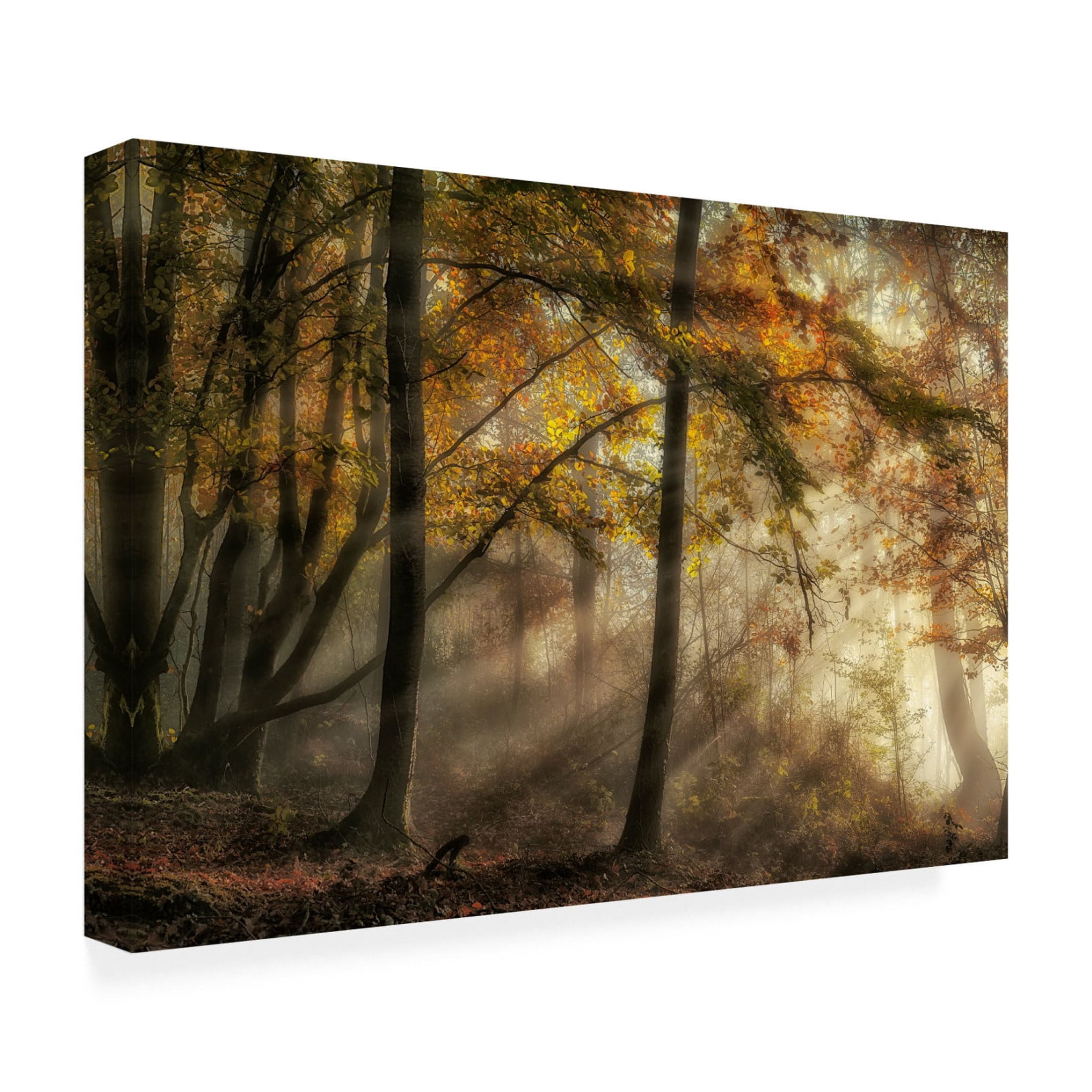 Canvas Wall Art - Fran Osuna 'The Lights Of The Forest' Wall Art for Living Room, Bedroom, or Office Décor by Trademark Fine Art - 19 x 12 Inches