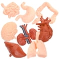 thumbnail image 4 of Miangastore 8 Pcs Modèles d'Organes Simulés Modèle Anatomique Outils d'Enseignement, 4 of 8