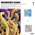 thumbnail image 3 of MasteelfCA 5pcs Microscope Slide Coverslips Broad Bean Leaf Epidermis Microscope Slide, 3 of 7