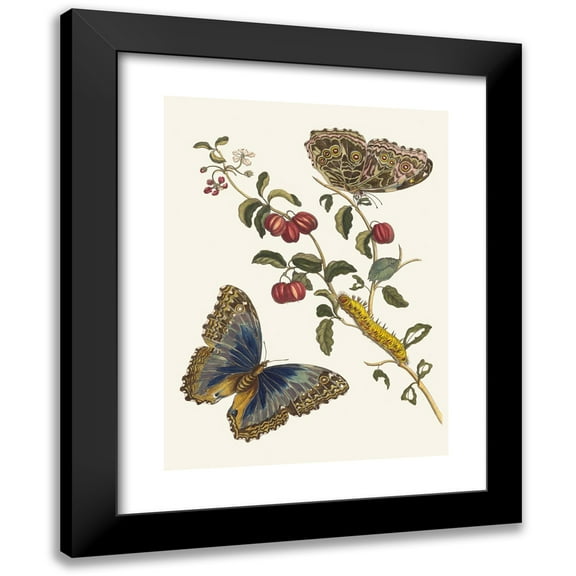 Maria Sibylla Merian 11x14 Black Modern Framed Museum Art Print Titled - America's Cherries (1705)