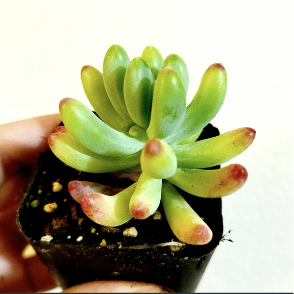 Sedum Pachyphyllum 'Jelly Beans' Succulent Live Plant 2 Inch for Indoor Outdoor Home Office Garden Decor