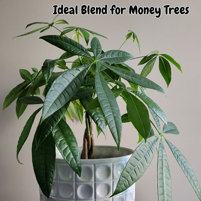Potting soil for money tree online