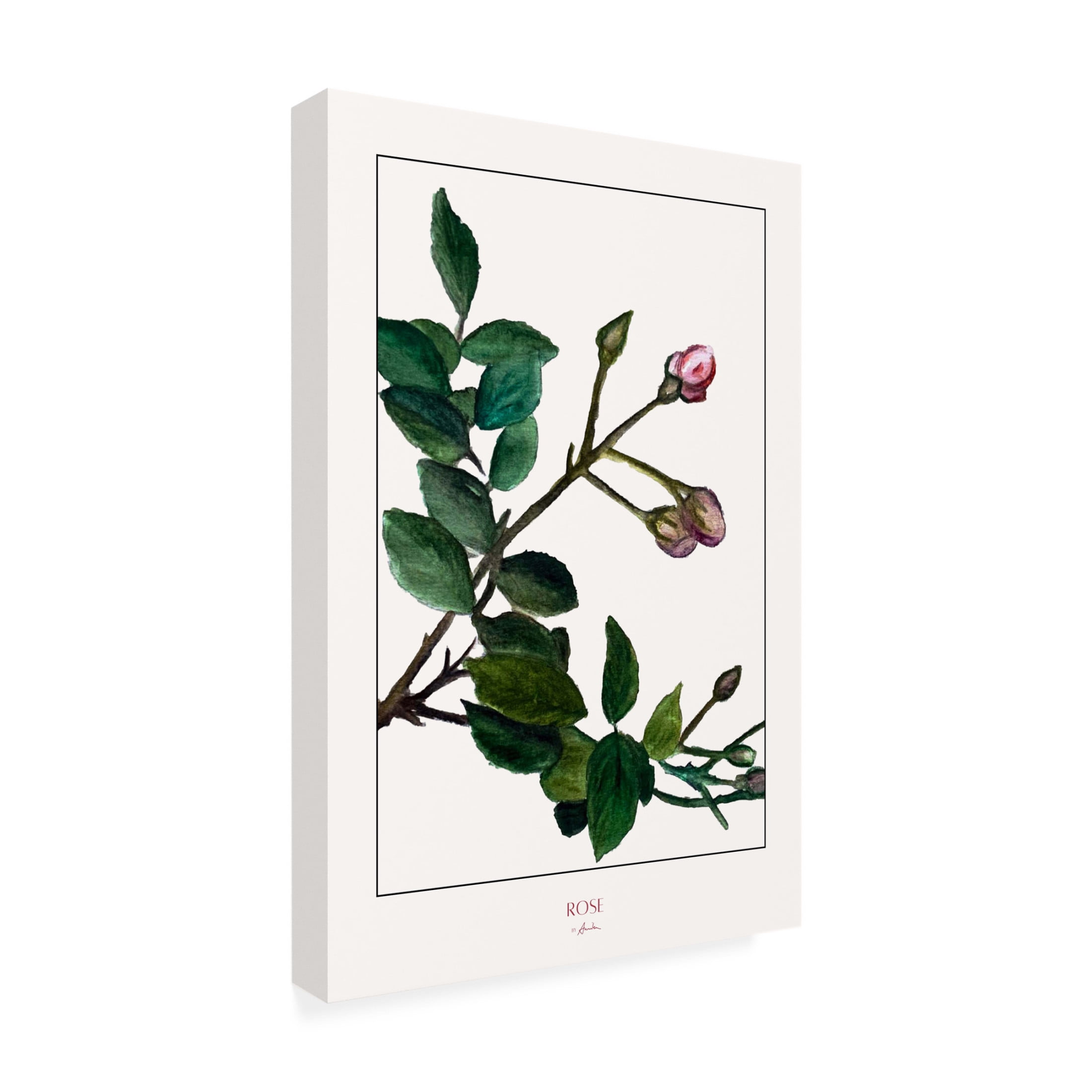 Trademark Fine Art Annika John  Rose Canvas Wall Art