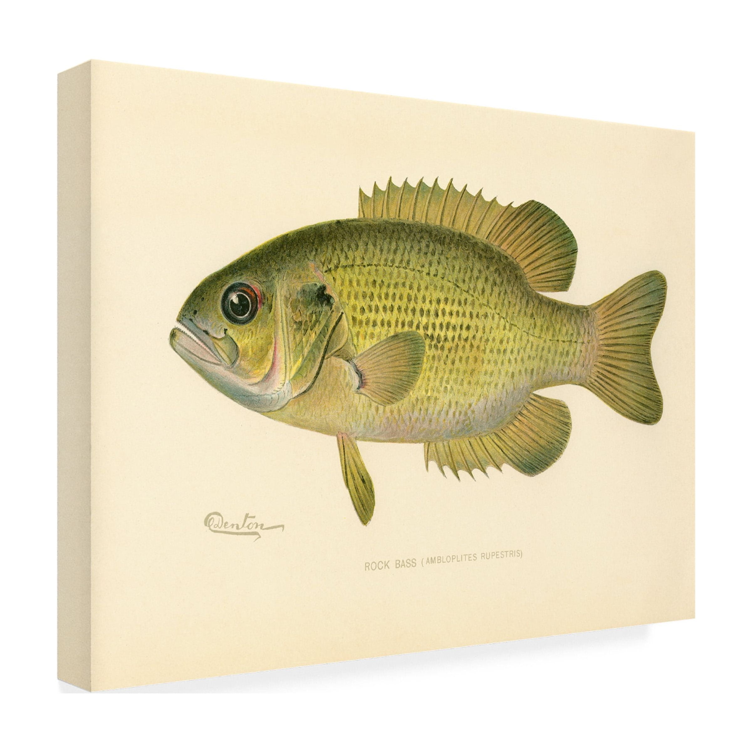 Print Collection 'Rock Bass' Canvas Art
