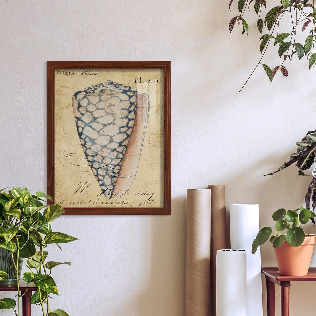 Seashell Ephemera IV - Framed Print w/glass - Chestnut