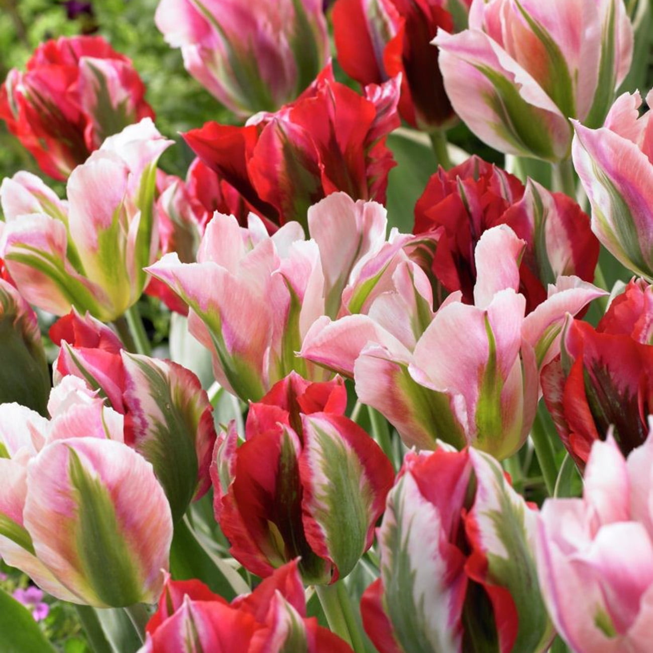 Van Zyverden Tulips Viridiflora Esperanto Blend Set of 15 Bulbs Multi-Color Part Sun
