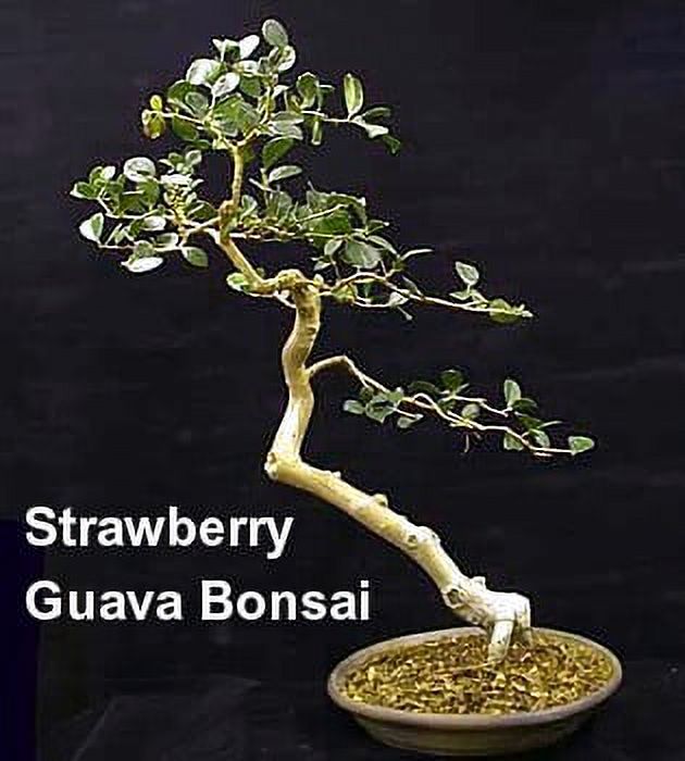 Strawberry Guava Plant - Psidium cattleianum - Indoors or Out - 4" Pot - image 4 of 6