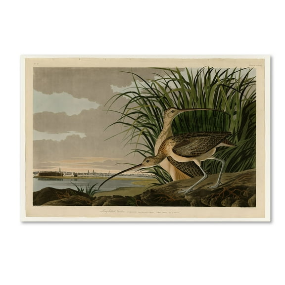 John James Audubon 'Long Billed Curlew' Canvas Art