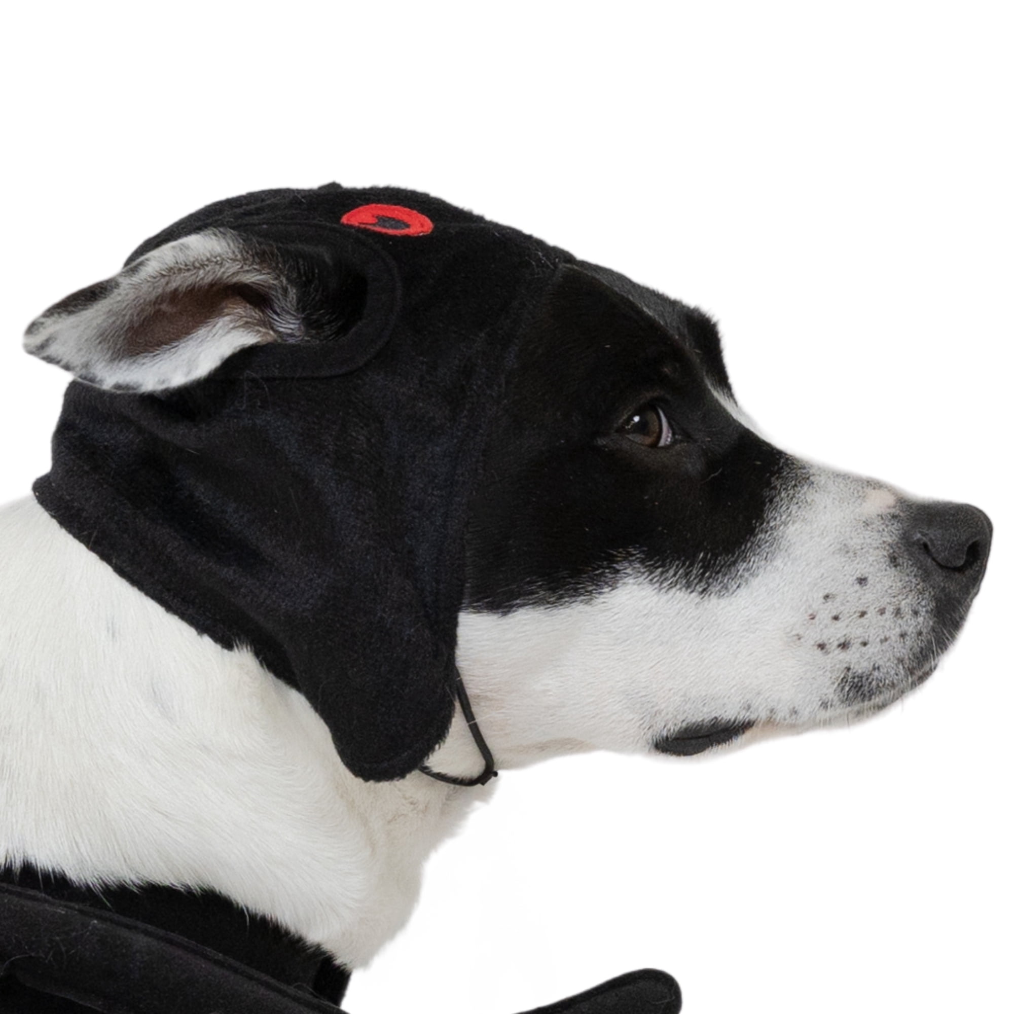 Vibrant Life Halloween Spider Costume for Dogs, Black, Medium