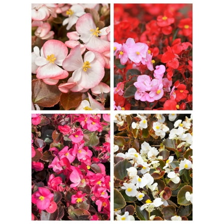 25 WAX MIXED BEGONIA Semperflorens Fibrous Mixed Colors Red Pink White Two Tone Shade Flower Seeds