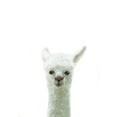 thumbnail image 2 of Uppsala Studio 14x18 White Modern Wood Framed Museum Art Print Titled - Llama, 2 of 4