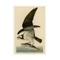 Trademark Fine Art Audubon Fish Hawk Or Osprey Plate 81 Canvas Wall Art - 12x19