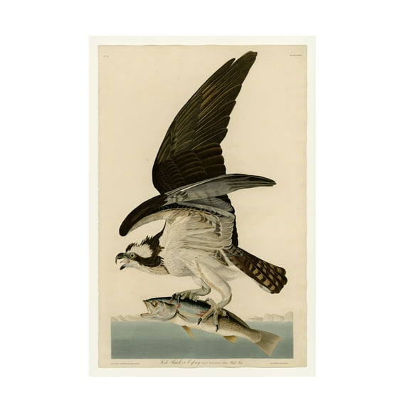 Trademark Fine Art Audubon Fish Hawk Or Osprey Plate 81 Canvas Wall Art - 12x19