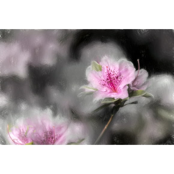 Gable Hybride Azalées (ericaceae), 'karen' rhododendron, jardin botanique de new york; bronx, new york, états unis d'Amérique par f. M. kearney / design pics (36 x 24)