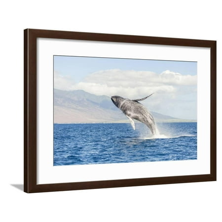 Humpback Whale, whale watching off Maui, Hawaii, USA Framed Print Wall Art By Stuart