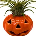 thumbnail image 6 of BubbleBlooms Halloween Ceramic Pumpkin Jack-o-Lantern Air Plant Holder Resin Art Sculpture Hand Made, 6 of 9
