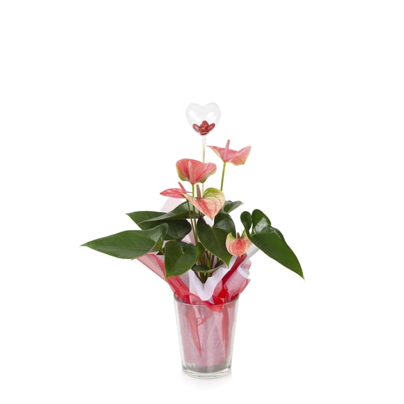 Just Add Ice 30" Multi-color Anthurium Live Plant Pot
