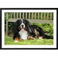 thumbnail image 2 of Bernese Mountain Dog Lying Down on Grass, Animals Botanical Scenic Framed Art Print Wall Art Sold by Art.Com, 2 of 5