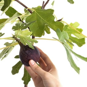 Centennial Kumquat Tree Fruiting Size 5 Pot No Ship To Tx Fl Az Ca La Hi Walmart Com Walmart Com
