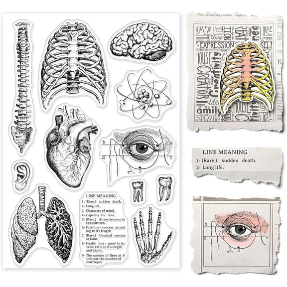 1 Sheet Human Organ Silicone Clear Stamps Spine Brain Silicone Stamp Heart Lungs Transparent Stamp for Scrapbook Journal Card Making 4.3 x 6.3 Inch
