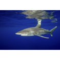 thumbnail image 2 of Oceanic whitetip shark with reflection  Cat Island  Bahamas Poster Print, 2 of 2