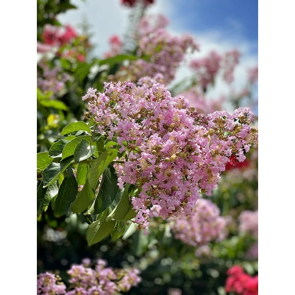 Expert Gardener 12-18 in. tall Muskogee Crape Myrtle Live Tree in 1-Gallon Grower Pot