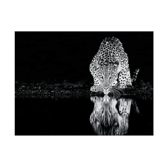 Canvas Wall Art - Amnon Eichelberg 'Cheetah Still' Wall Art for Living Room, Bedroom, or Office D?cor by Trademark Fine Art - 19 x 14 Inches