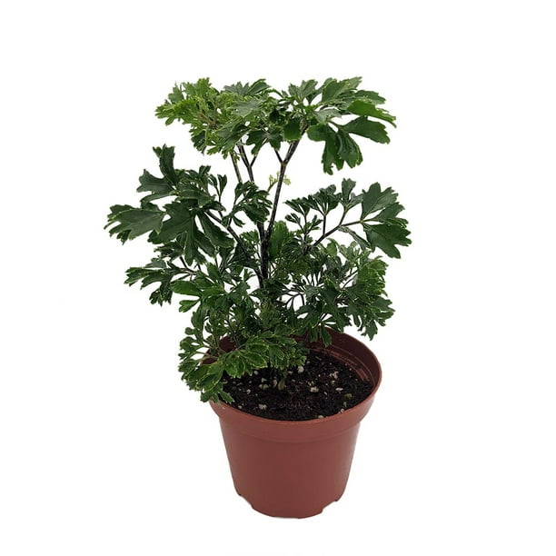 Japanese Ming Aralia Tree Plant Polyscias fruticosa 3
